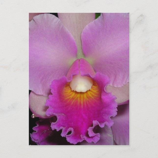 Purpurfärgade Cattleya Vykort (Framsida)