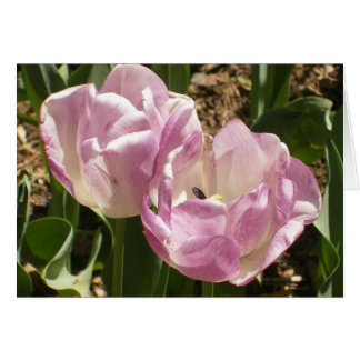 Purpurfärgade Central Park tulpan Hälsningskort