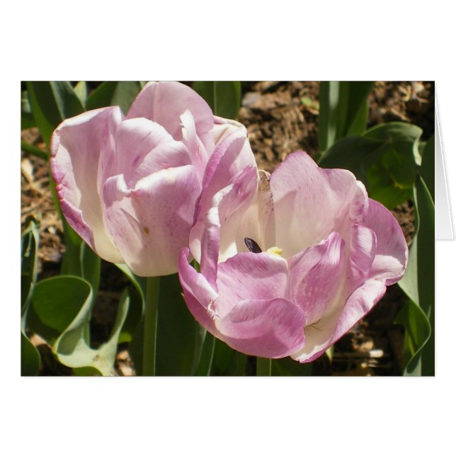 Purpurfärgade Central Park tulpan Hälsningskort (Framsidan Horizontal)