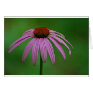 Purpurfärgade Coneflower Hälsningskort