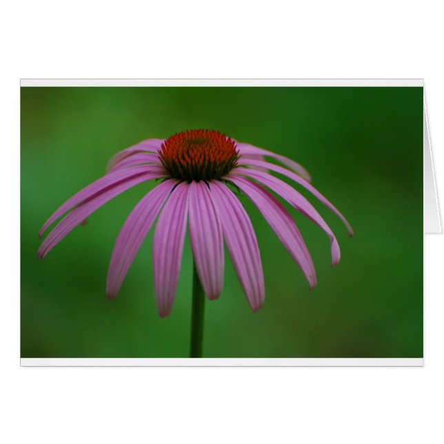 Purpurfärgade Coneflower Hälsningskort (Framsidan Horizontal)