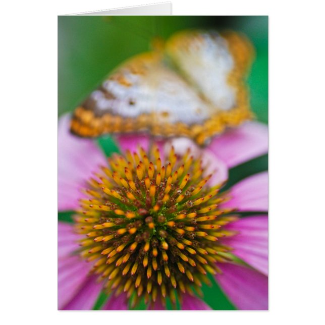 Purpurfärgade Coneflower Hälsningskort (Framsidan)