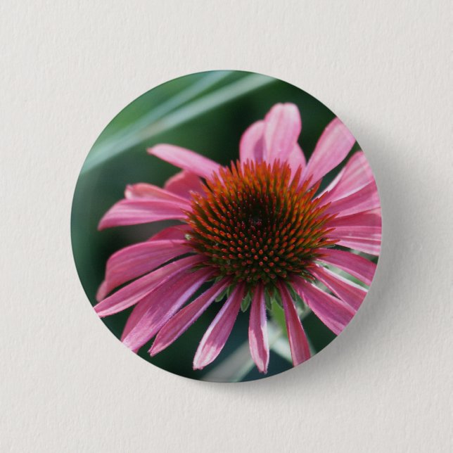 Purpurfärgade Coneflower knäppas Knapp (Framsida)