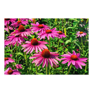 Purpurfärgade Coneflowers Fototryck