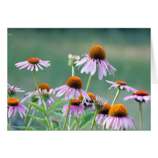 Purpurfärgade coneflowers! hälsningskort