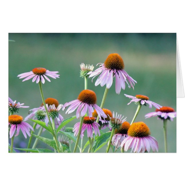 Purpurfärgade coneflowers! hälsningskort (Framsidan Horizontal)