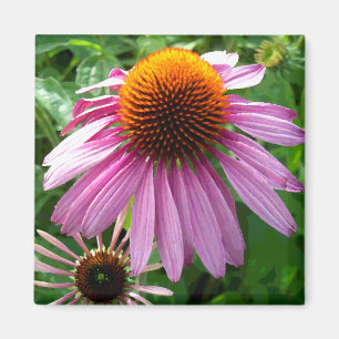 Purpurfärgade Coneflowers Magnet