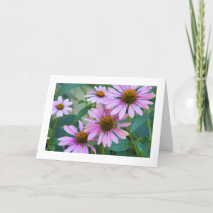 Purpurfärgade daisy nr. 248 kort
