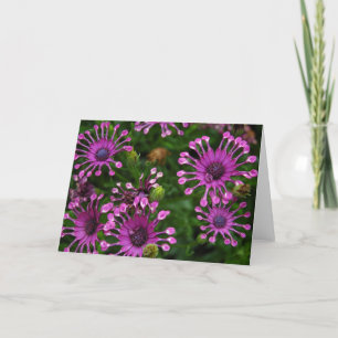 Purpurfärgade fyrverkeriblommor kort