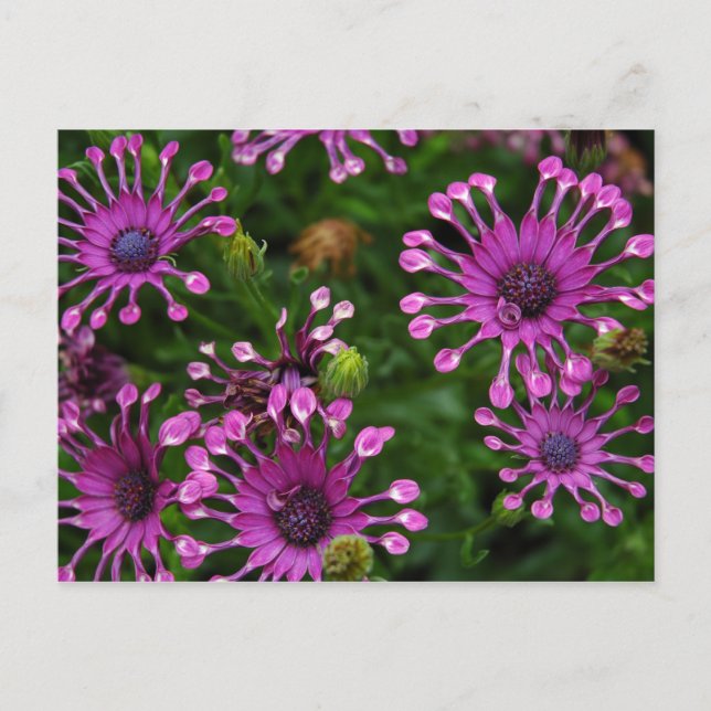 Purpurfärgade fyrverkeriblommor vykort (Framsida)