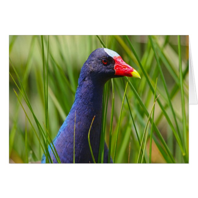 Purpurfärgade Gallinule Hälsningskort (Framsidan Horizontal)