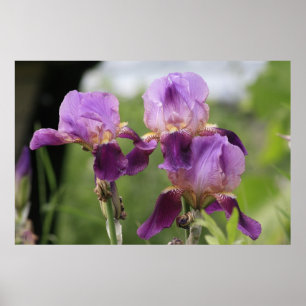 Purpurfärgade Irises! Poster