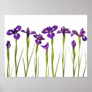 Purpurfärgade Irises - skräddarsy mall för Iris Poster
