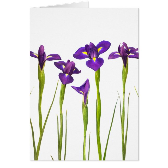 Purpurfärgade irises som isoleras på en hälsningskort (Framsidan)