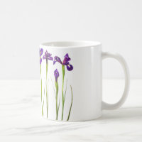 Purpurfärgade irises som isoleras på en