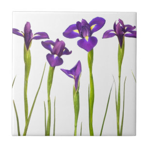 Purpurfärgade irises som isoleras på en kakelplatta