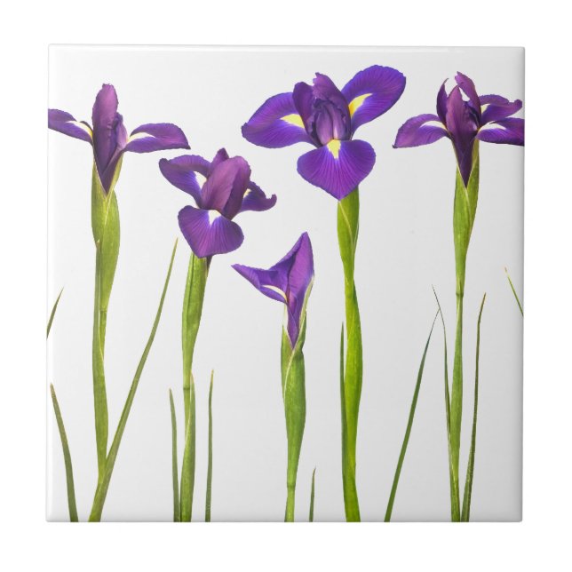 Purpurfärgade irises som isoleras på en kakelplatta (Framsidan)