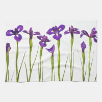 Purpurfärgade irises som isoleras på en