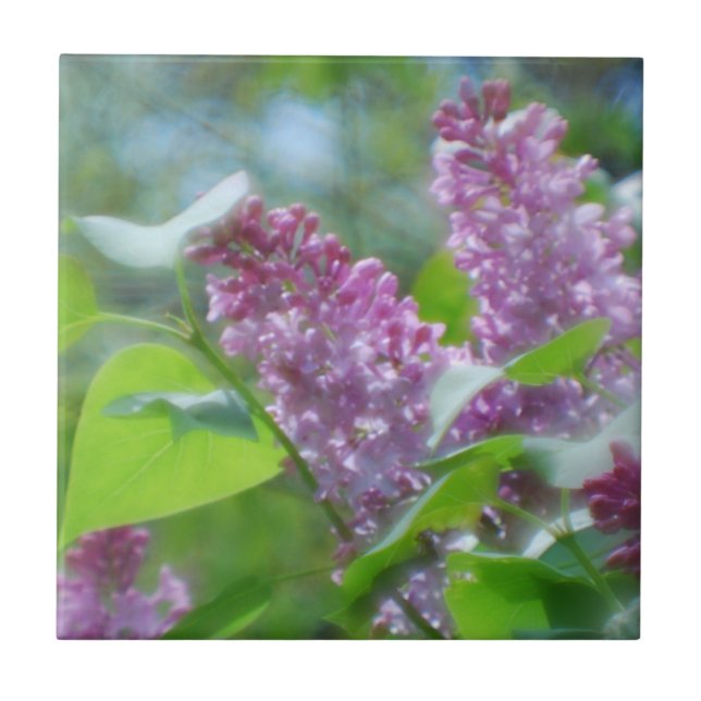 Purpurfärgade lilablommor belägger med tegel kakelplatta (Framsidan)