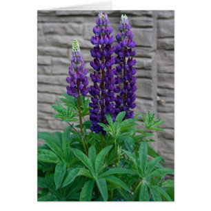 Purpurfärgade Lupineblommor OBS Kort