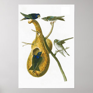 Purpurfärgade Martin John James Audubon fåglar av Poster