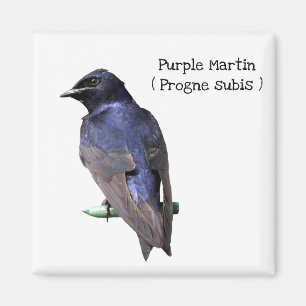 Purpurfärgade Martin Magnet