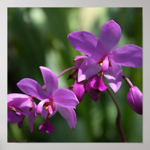 Purpurfärgade Orchids för vild på affischen Poster
