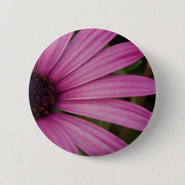 Purpurfärgade Osteospurmum knäppas Knapp (Framsida)