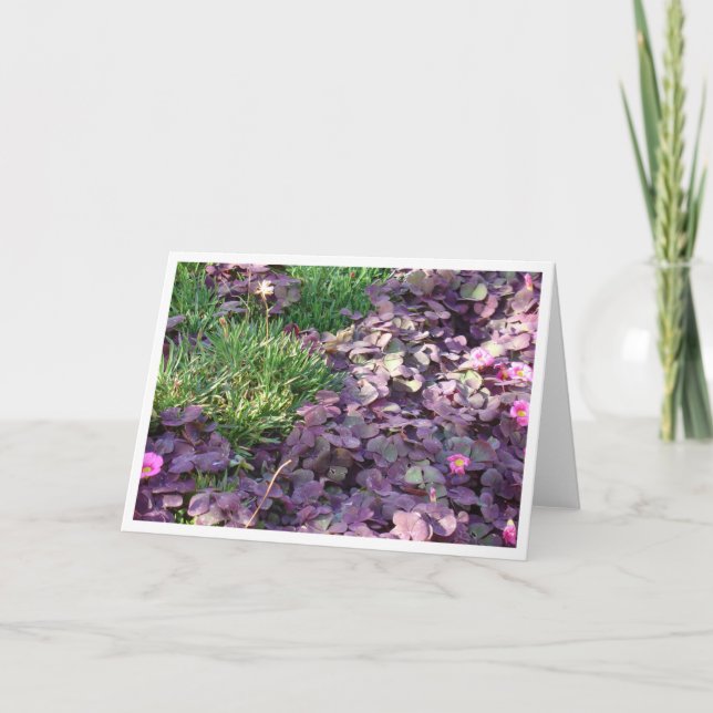 Purpurfärgade Pansies Kort (Framsida)