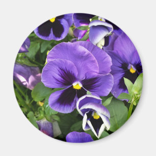 purpurfärgade pansies magnet