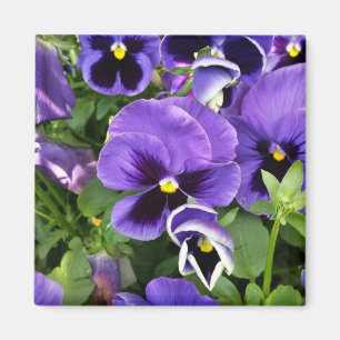 purpurfärgade pansies magnet