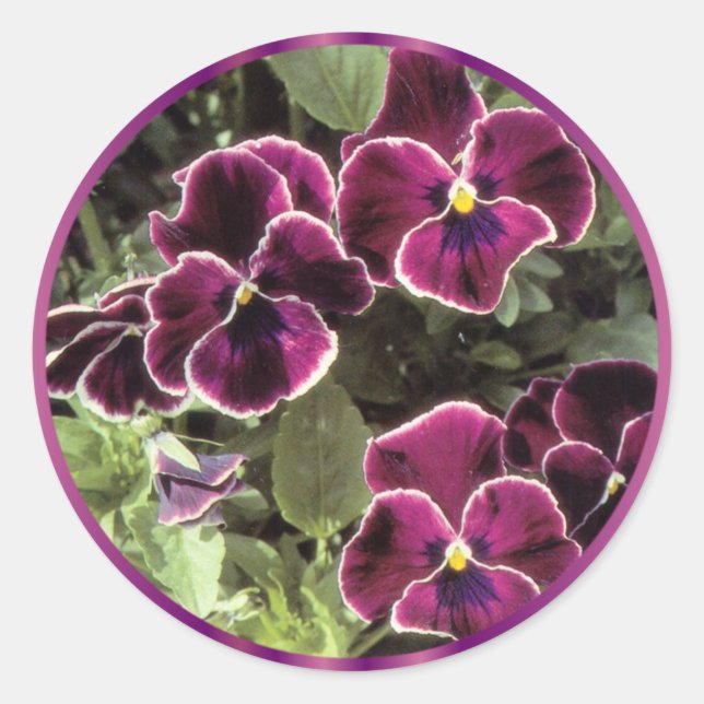 Purpurfärgade Pansies Runt Klistermärke (Framsida)