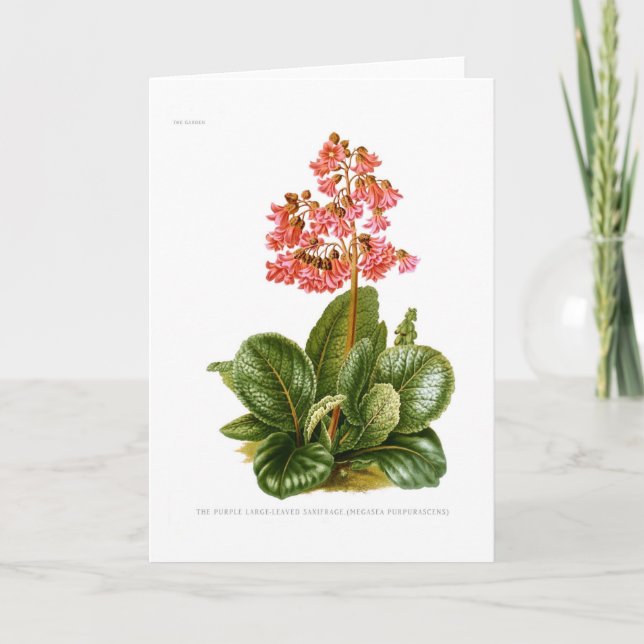 Purpurfärgade Saxifrage Kort (Framsida)