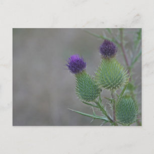 Purpurfärgade Thistles Vykort