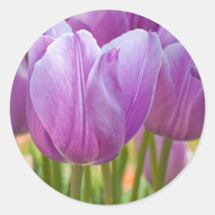 Purpurfärgade tulpan som blommar i vår runt klistermärke