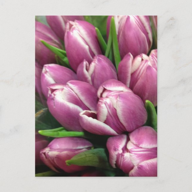 Purpurfärgade tulpanblommor vykort (Framsida)