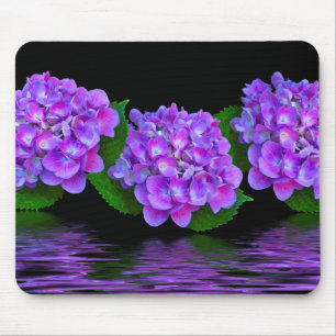 Purpurfärgade vanlig hortensia musmatta