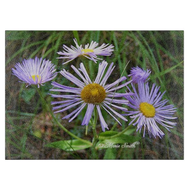 Purpurfärgade vildblommar (Framsidan)