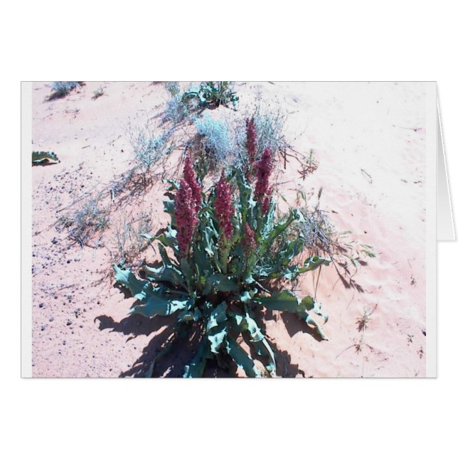 Purpurfärgade vildblommar hälsningskort (Framsidan Horizontal)