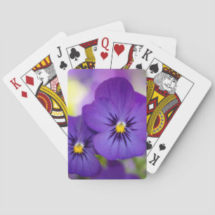 Purpurfärgade Violas Casinokort
