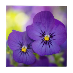 Purpurfärgade Violas Kakelplatta