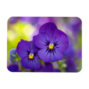 Purpurfärgade Violas Magnet