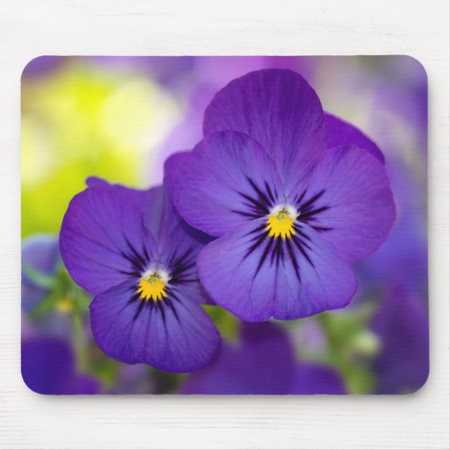 Purpurfärgade Violas Musmatta (Framsidan)