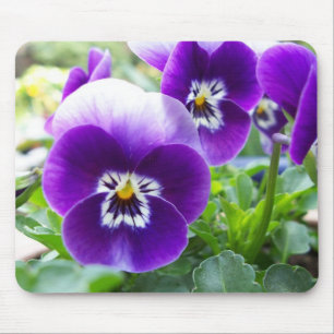 Purpurfärgade Violas Musmatta