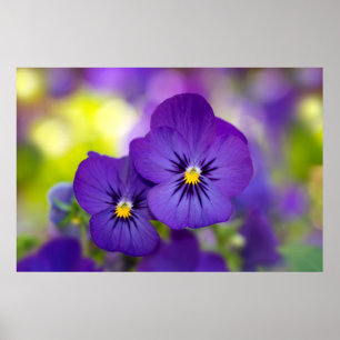 Purpurfärgade Violas Poster