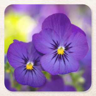 Purpurfärgade Violas Underlägg Papper Kvadrat