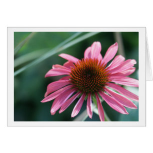 Purpurfärgat Coneflower kort