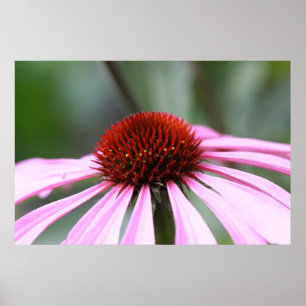 Purpurfärgat Coneflower tryck