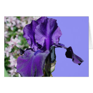 Purpurfärgat skäggigt Irisblomsterfotografikort OBS Kort