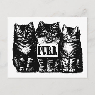 Purr Kittens Vykort